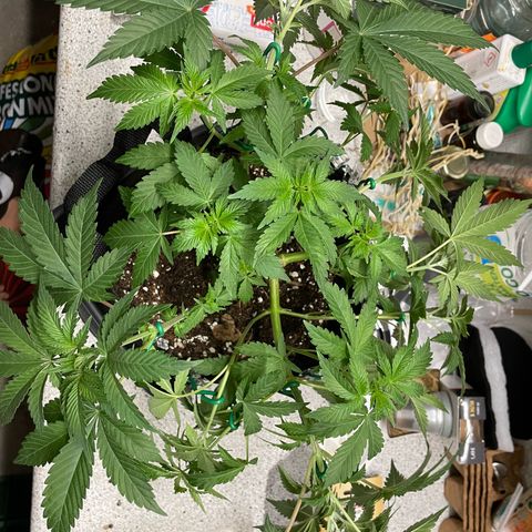 Critical Kush Photo Mainlining 1th Try growlog timeline photo
