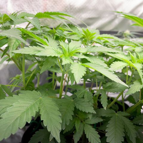Critical Kush Photo Mainlining 1th Try growlog timeline photo