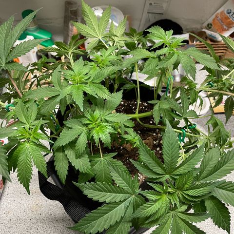 Critical Kush Photo Mainlining 1th Try growlog timeline photo