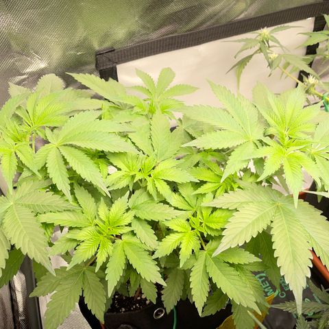 Critical Kush Photo Mainlining 1th Try growlog timeline photo