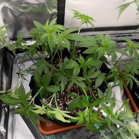 Critical Kush Photo Mainlining 1th Try growlog timeline photo