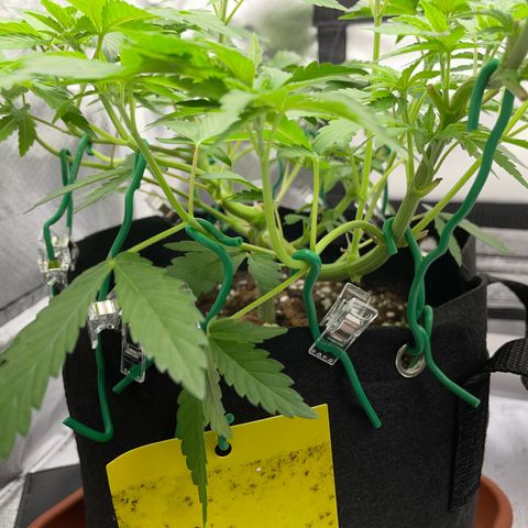 Critical Kush Photo Mainlining 1th Try growlog timeline photo
