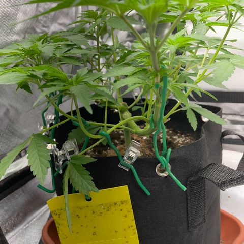Critical Kush Photo Mainlining 1th Try growlog timeline photo