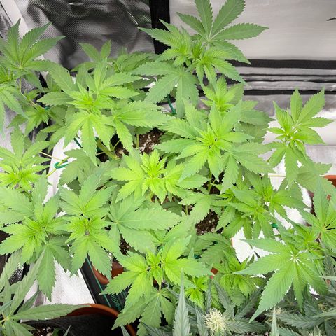 Critical Kush Photo Mainlining 1th Try growlog timeline photo