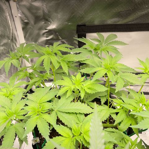 Critical Kush Photo Mainlining 1th Try growlog timeline photo