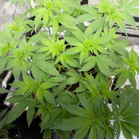 Critical Kush Photo Mainlining 1th Try growlog timeline photo