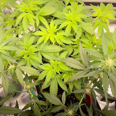 Critical Kush Photo Mainlining 1th Try growlog timeline photo