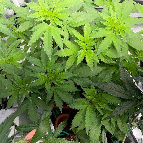 Critical Kush Photo Mainlining 1th Try growlog timeline photo