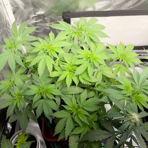 Critical Kush Photo Mainlining 1th Try growlog timeline photo