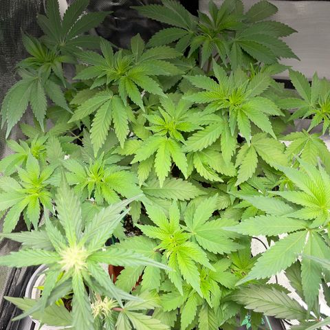 Critical Kush Photo Mainlining 1th Try growlog timeline photo