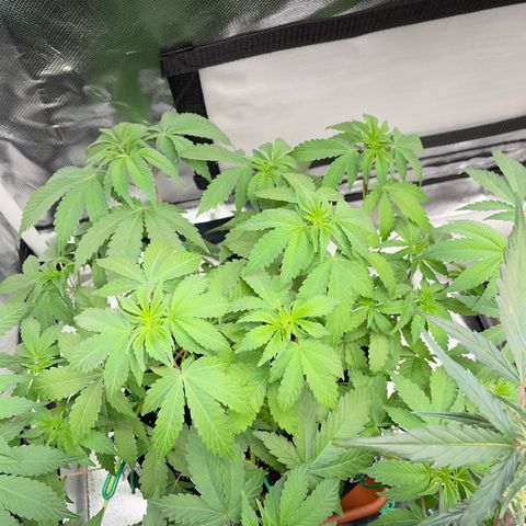Critical Kush Photo Mainlining 1th Try growlog timeline photo
