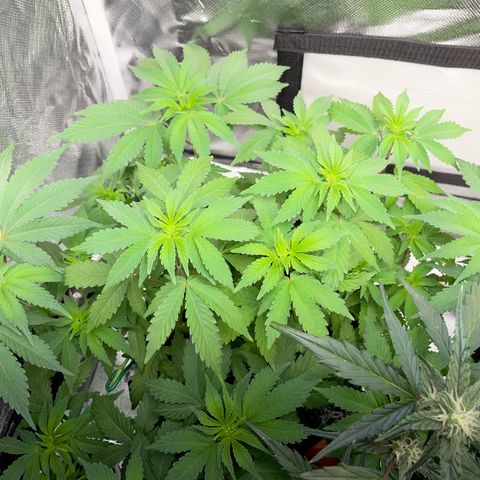 Critical Kush Photo Mainlining 1th Try growlog timeline photo