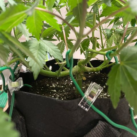 Critical Kush Photo Mainlining 1th Try growlog timeline photo