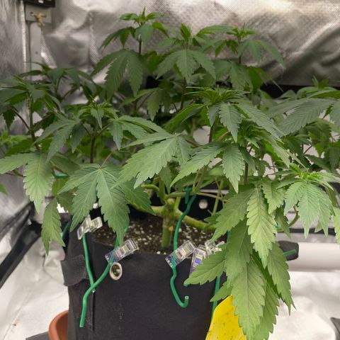 Critical Kush Photo Mainlining 1th Try growlog timeline photo