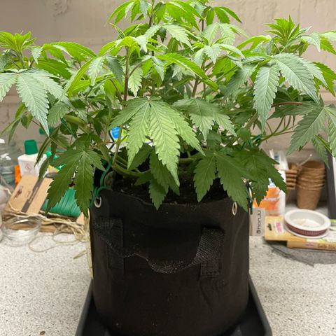 Critical Kush Photo Mainlining 1th Try growlog timeline photo
