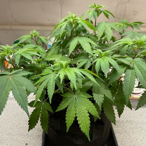 Critical Kush Photo Mainlining 1th Try growlog timeline photo
