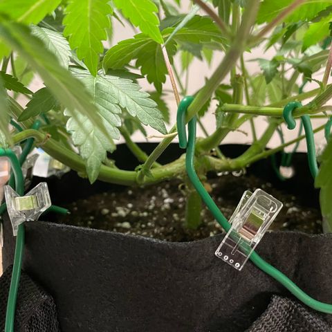 Critical Kush Photo Mainlining 1th Try growlog timeline photo