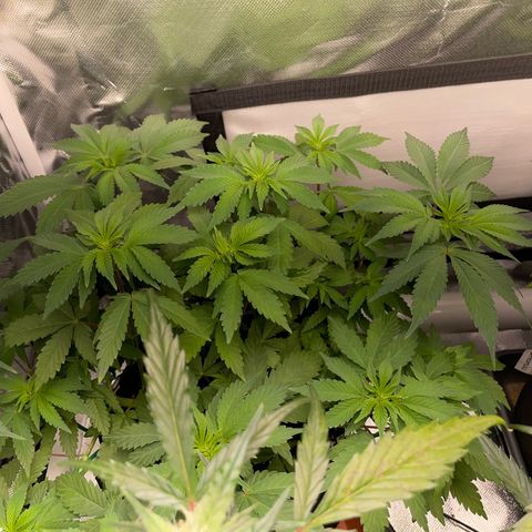 Critical Kush Photo Mainlining 1th Try growlog timeline photo