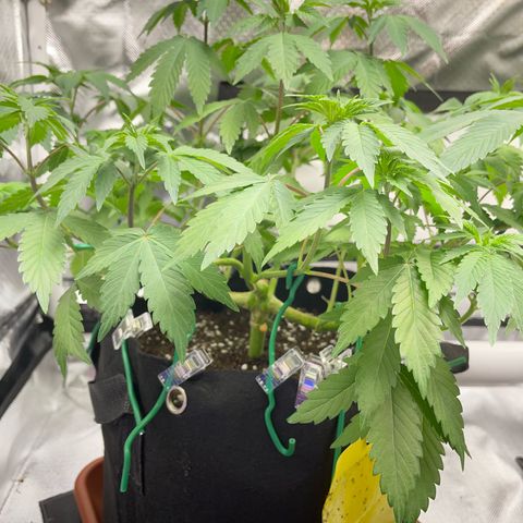 Critical Kush Photo Mainlining 1th Try growlog timeline photo