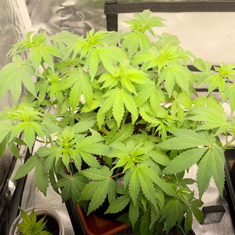 Critical Kush Photo Mainlining 1th Try growlog timeline photo