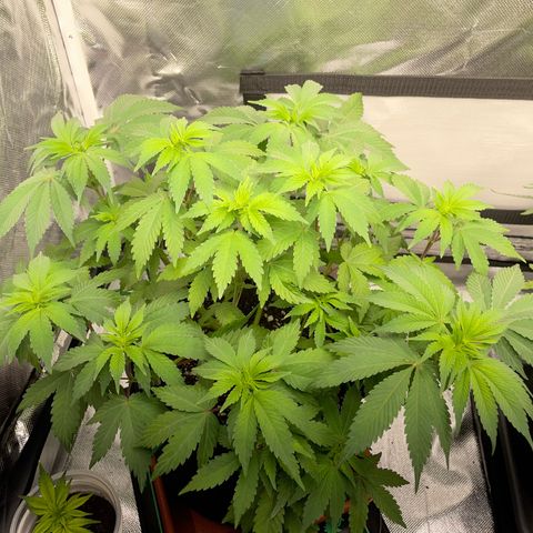 Critical Kush Photo Mainlining 1th Try growlog timeline photo