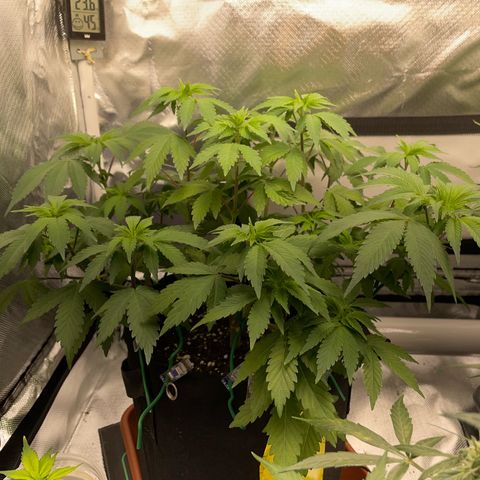Critical Kush Photo Mainlining 1th Try growlog timeline photo
