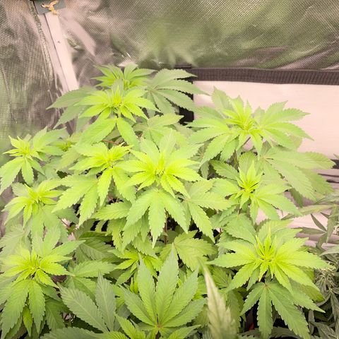 Critical Kush Photo Mainlining 1th Try growlog timeline photo