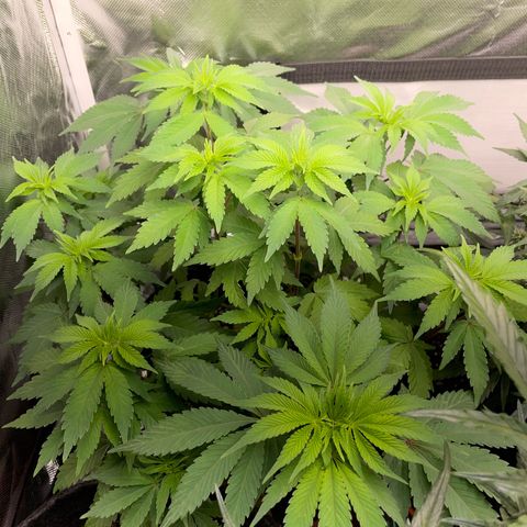 Critical Kush Photo Mainlining 1th Try growlog timeline photo