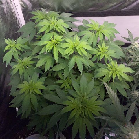 Critical Kush Photo Mainlining 1th Try growlog timeline photo