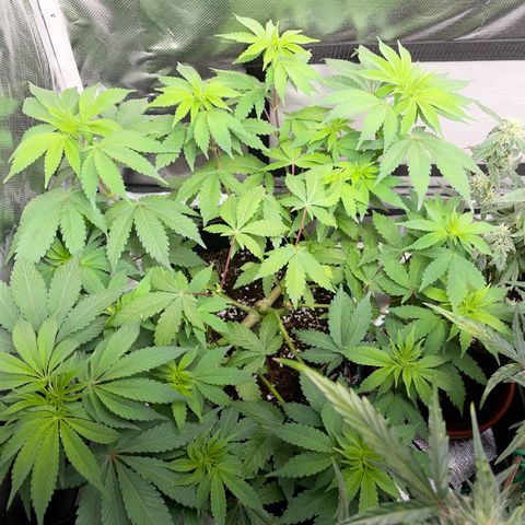 Critical Kush Photo Mainlining 1th Try growlog timeline photo