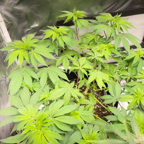 Critical Kush Photo Mainlining 1th Try growlog timeline photo