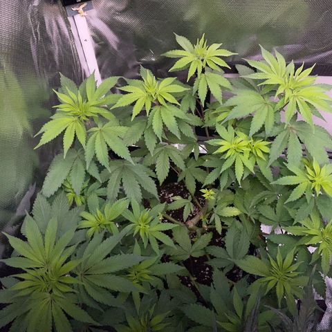 Critical Kush Photo Mainlining 1th Try growlog timeline photo