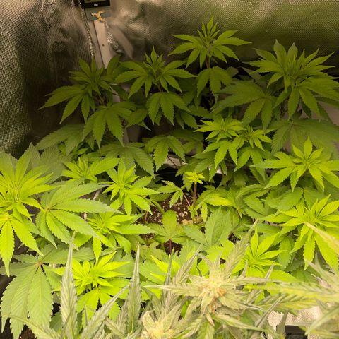 Critical Kush Photo Mainlining 1th Try growlog timeline photo