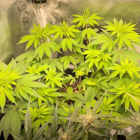 Critical Kush Photo Mainlining 1th Try growlog timeline photo