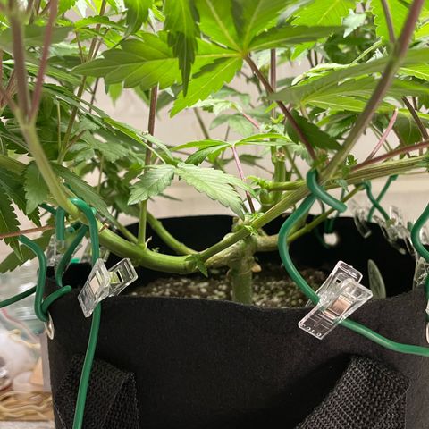 Critical Kush Photo Mainlining 1th Try growlog timeline photo