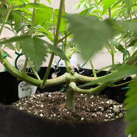 Critical Kush Photo Mainlining 1th Try growlog timeline photo