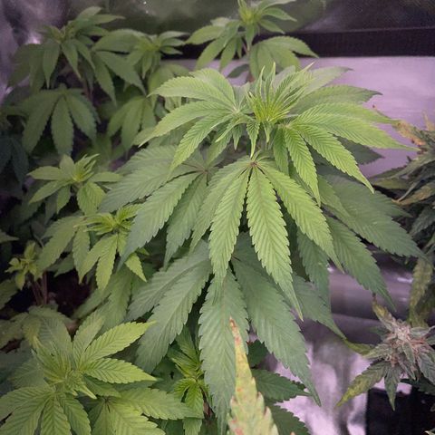 Critical Kush Photo Mainlining 1th Try growlog timeline photo
