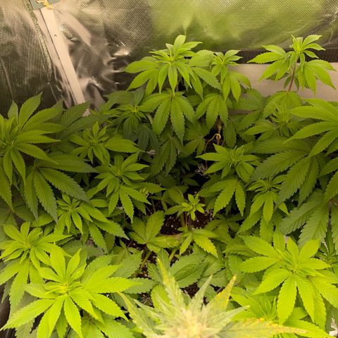 Critical Kush Photo Mainlining 1th Try growlog timeline photo