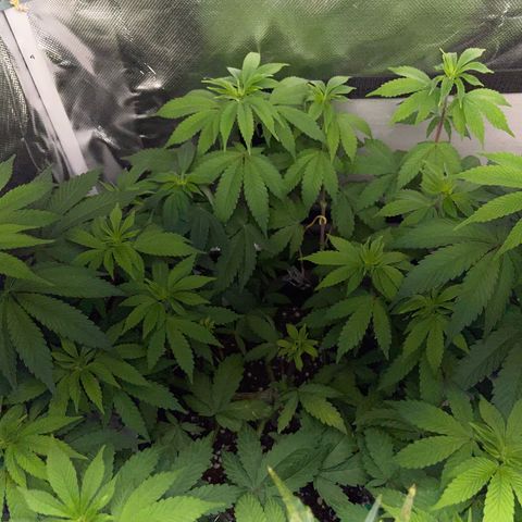Critical Kush Photo Mainlining 1th Try growlog timeline photo