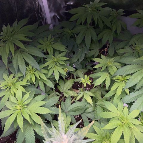 Critical Kush Photo Mainlining 1th Try growlog timeline photo