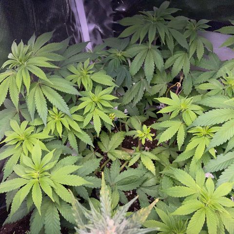 Critical Kush Photo Mainlining 1th Try growlog timeline photo