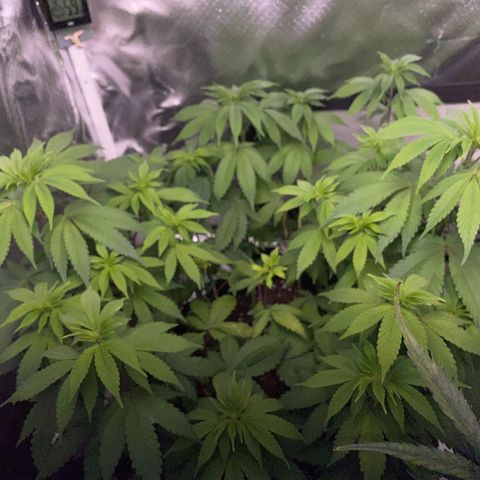 Critical Kush Photo Mainlining 1th Try growlog timeline photo
