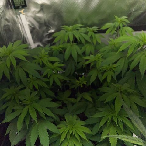 Critical Kush Photo Mainlining 1th Try growlog timeline photo