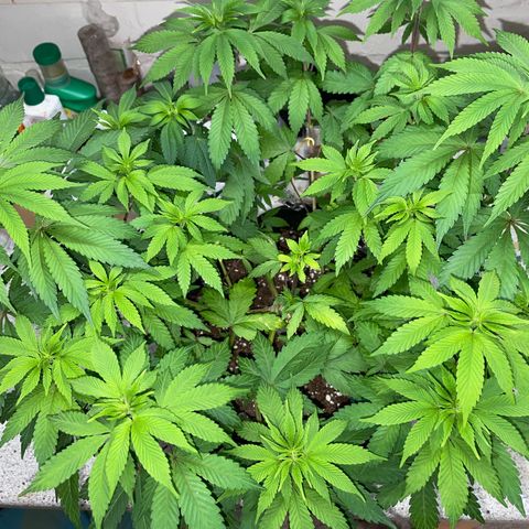 Critical Kush Photo Mainlining 1th Try growlog timeline photo