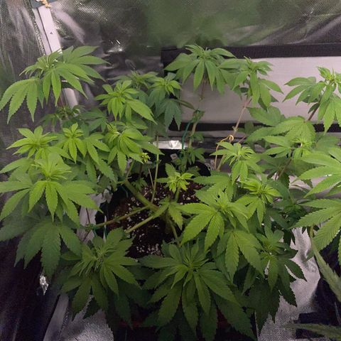 Critical Kush Photo Mainlining 1th Try growlog timeline photo
