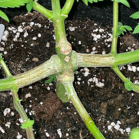Critical Kush Photo Mainlining 1th Try growlog timeline photo