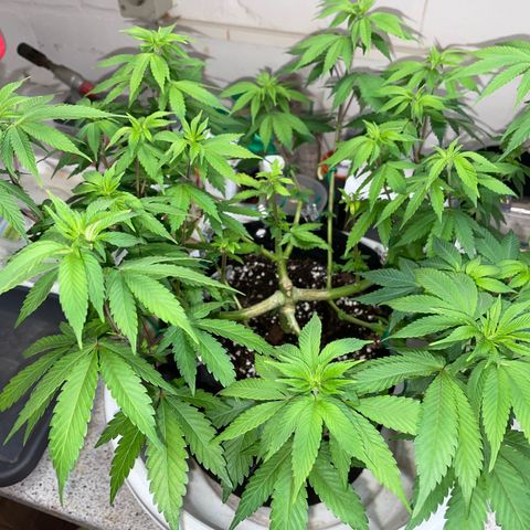 Critical Kush Photo Mainlining 1th Try growlog timeline photo