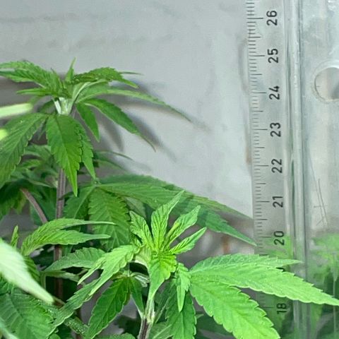 Critical Kush Photo Mainlining 1th Try growlog timeline photo
