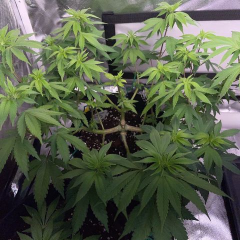 Critical Kush Photo Mainlining 1th Try growlog timeline photo