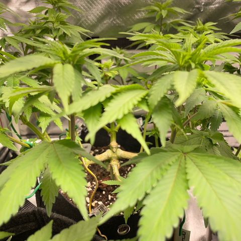 Critical Kush Photo Mainlining 1th Try growlog timeline photo